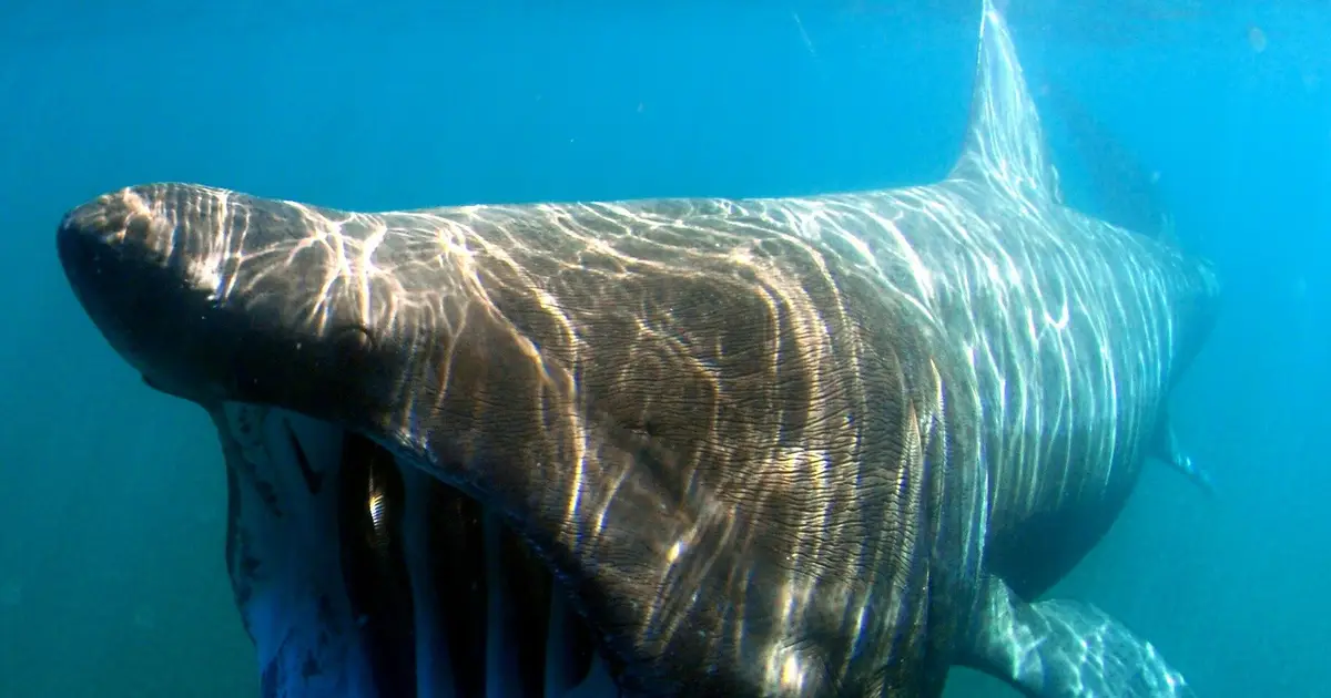 Uncovering the secrets of the basking shark's bizarre skin