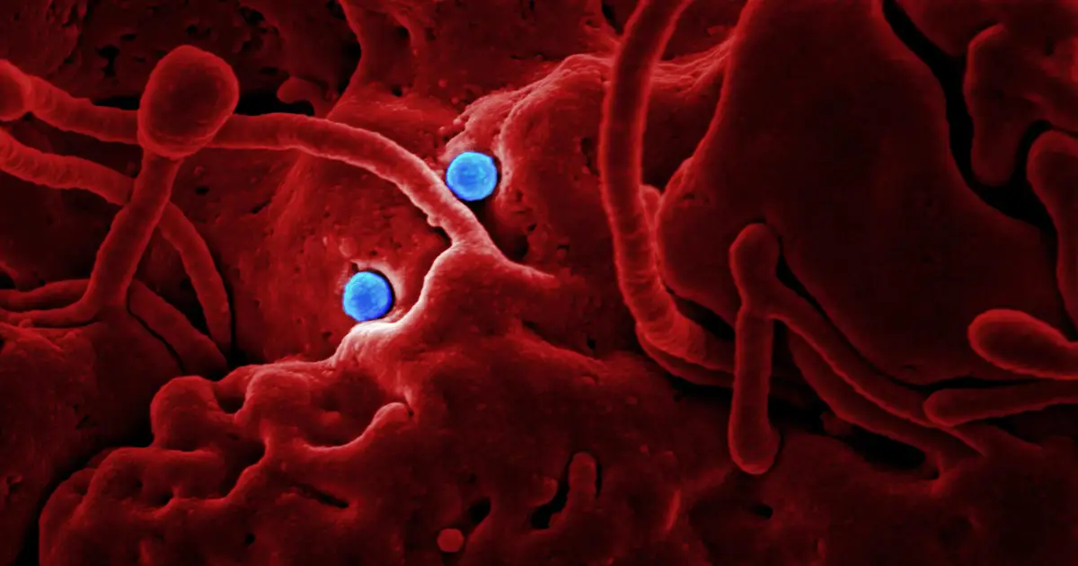 New oral nanomedicine boosts effectiveness of cancer immunotherapies