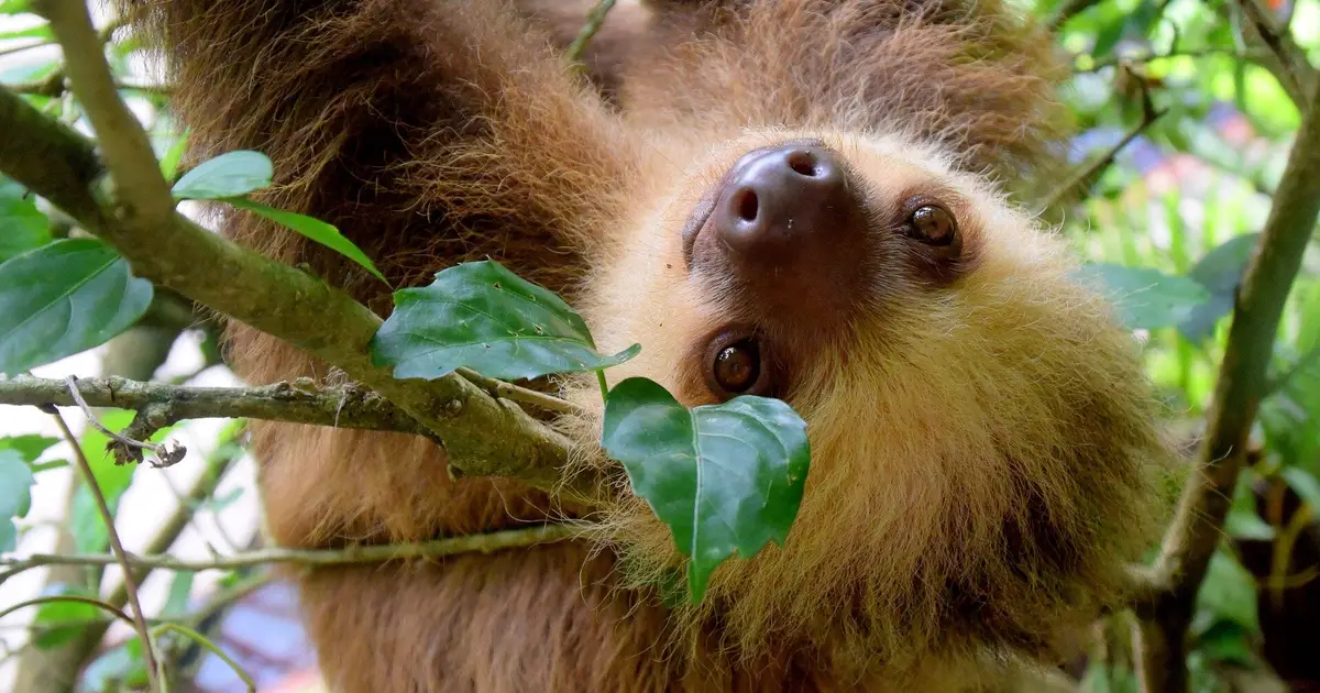 Why are sloths slow? It's in their DNA