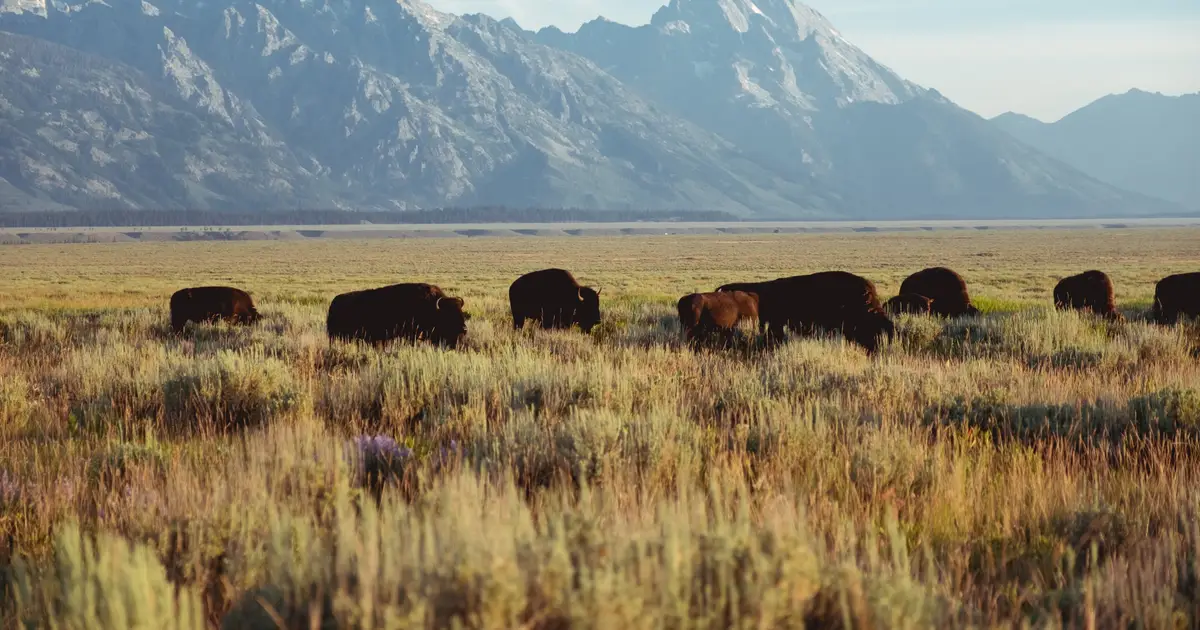 Bison restoration efforts and grazing rights hinge on one question: Are bison wildlife?