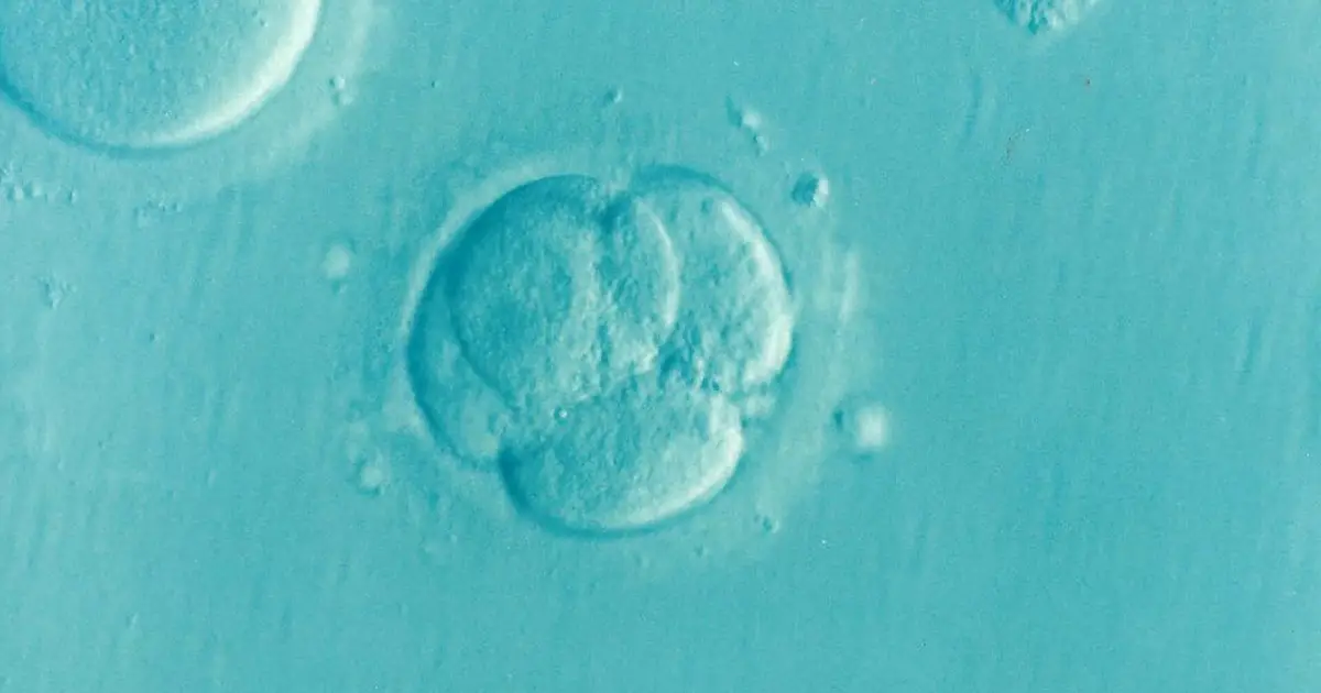 How embryonic cells 'read' their boundaries to organize themselves