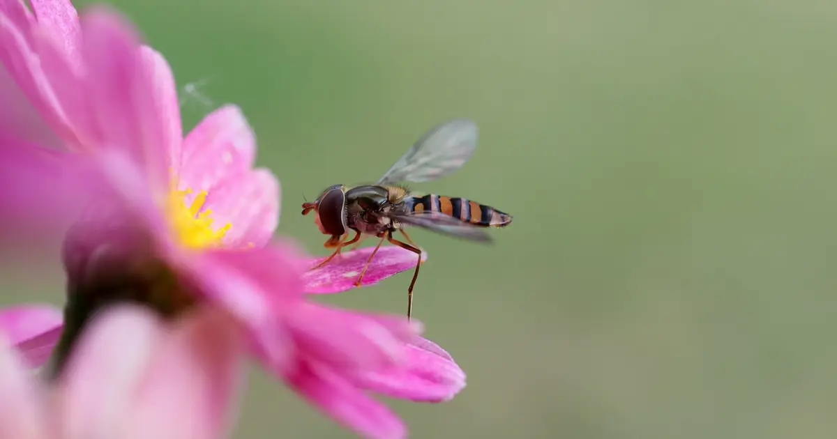 Low oxygen could limit insects' uphill escape from climate warming