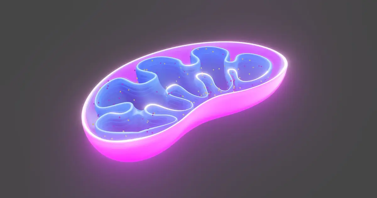 Study identifies key mechanism regulating how cells use fat to generate energy