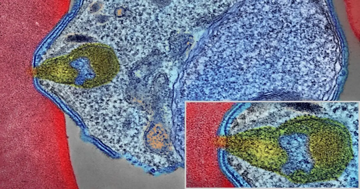 Anti-cancer molecules show promise in the fight against malaria