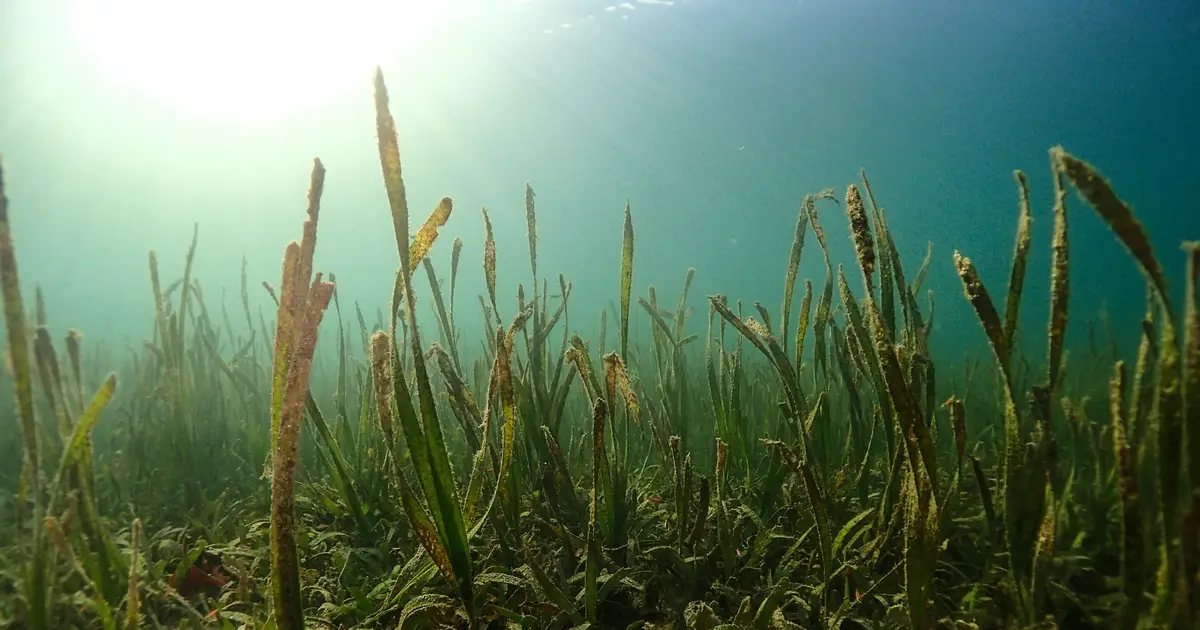 Mapping Indonesian seagrass quality to target blue carbon conservation
