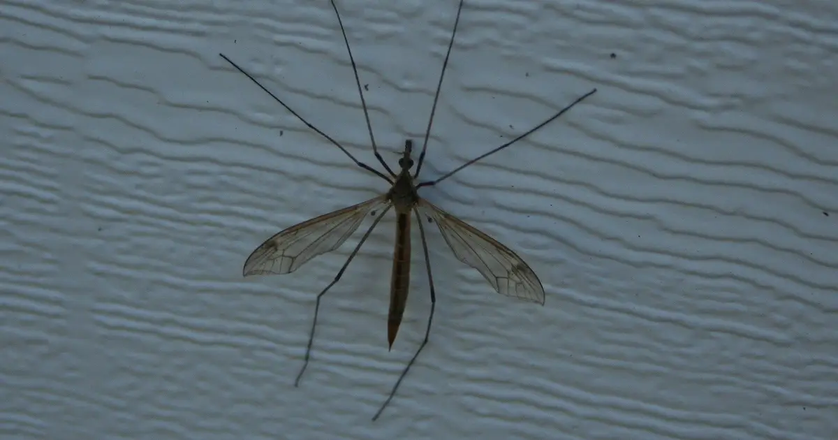 West Nile virus more than 10 times higher in South Carolina compared to national average