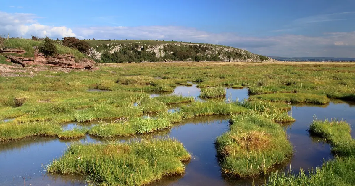 Rising seas are inundating US coastal wetlands, putting many on track to become open water
