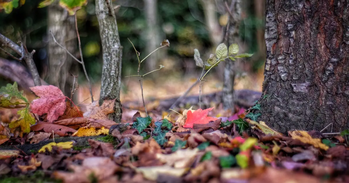Long-term logging experiment reveals how protecting the forest floor helps preserve soil carbon