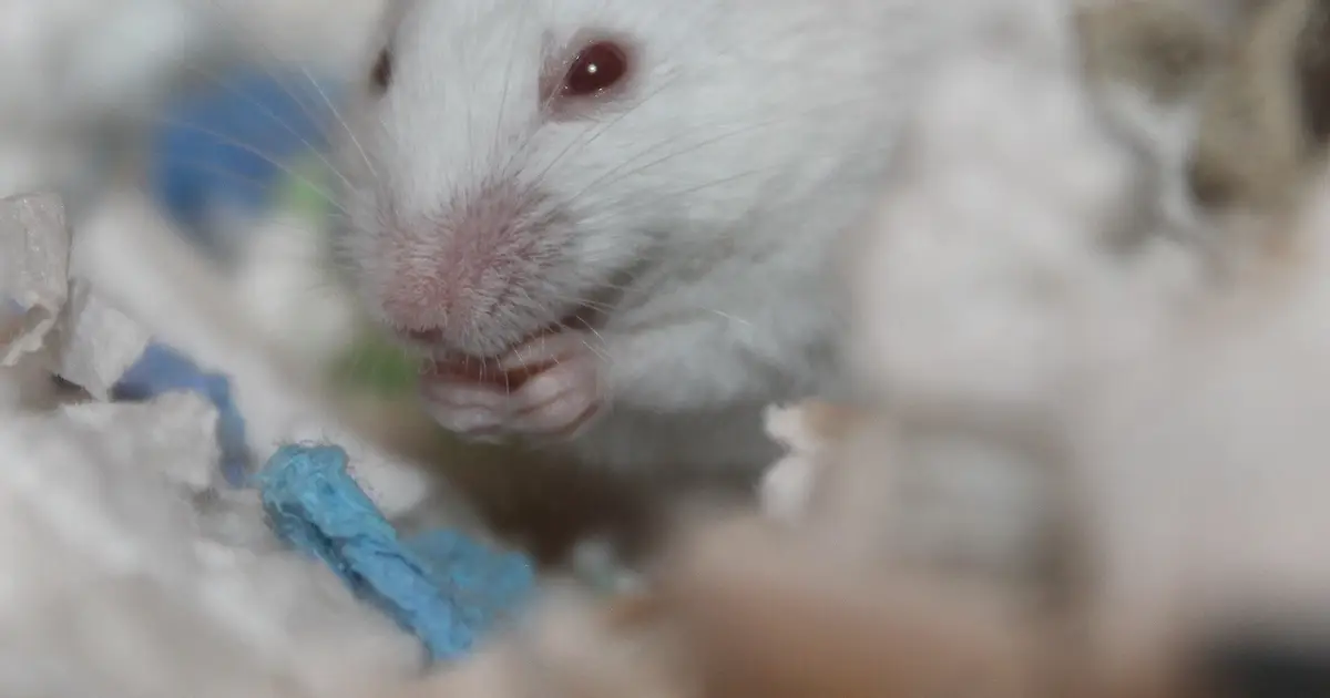 Mice bred to run three times farther show no fertility or lifespan cost