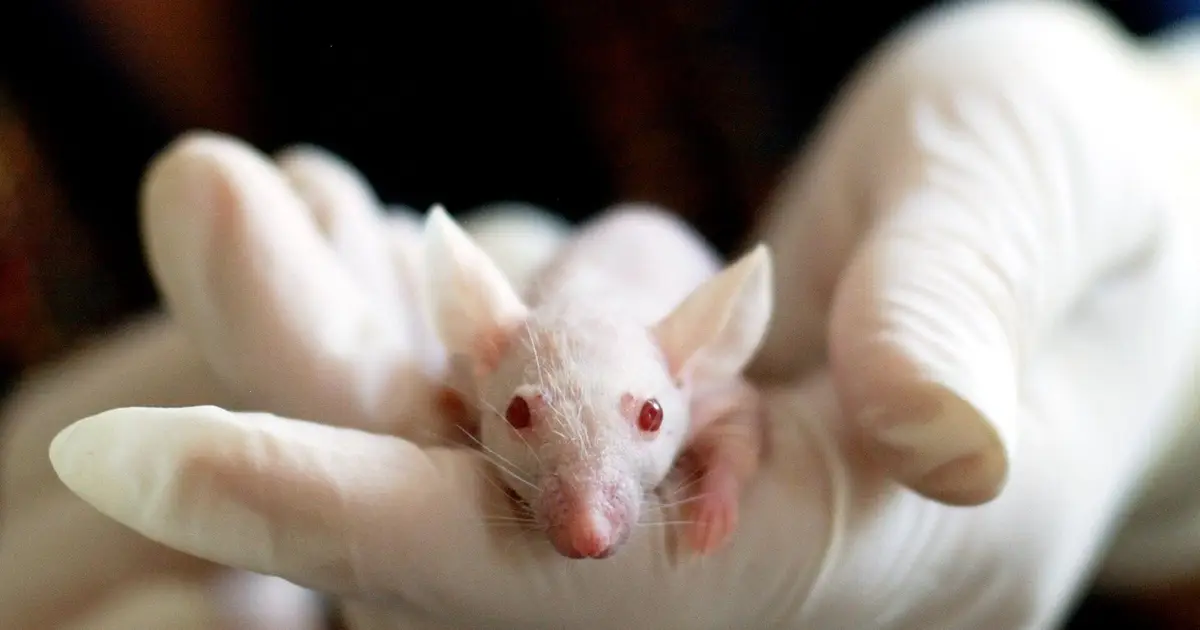 Drug temporarily reverses autism-like brain changes in adult mice within hours