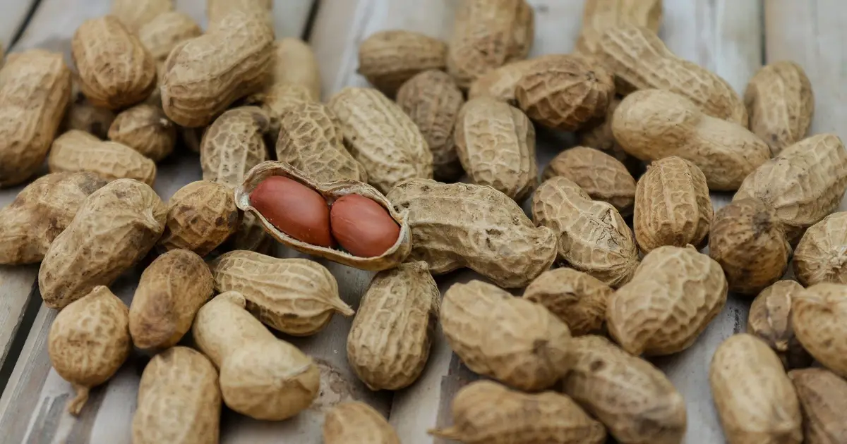 Before the first bite: A missing gut protein may set the stage for peanut allergy