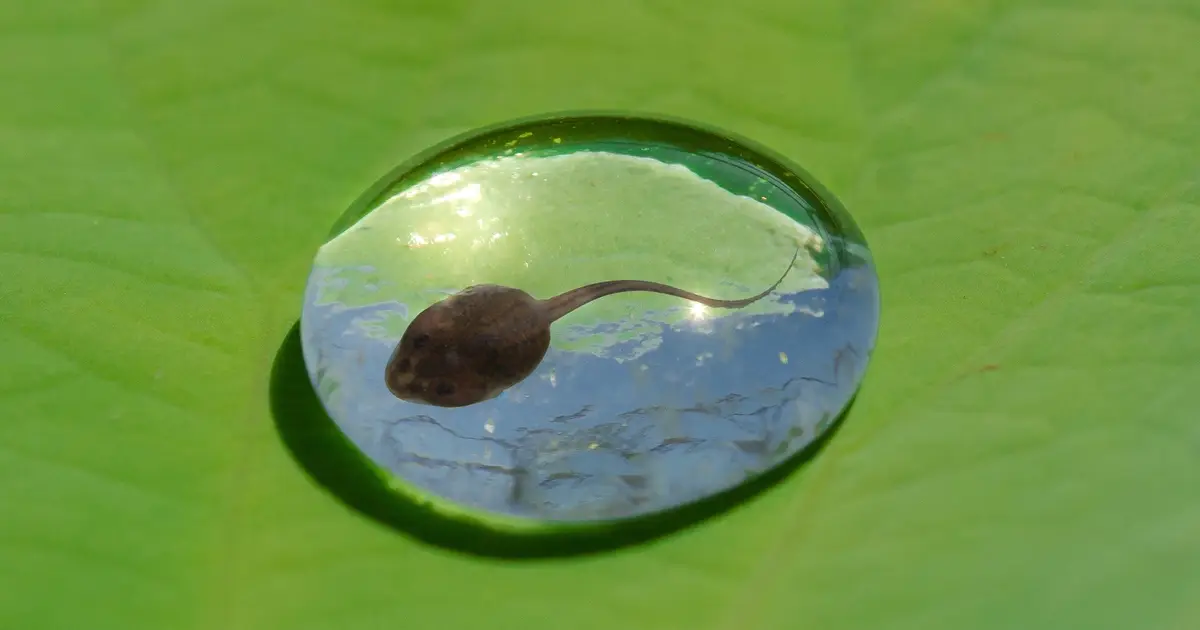 Harsh UVB bursts leave tadpoles with more DNA damage than longer exposure