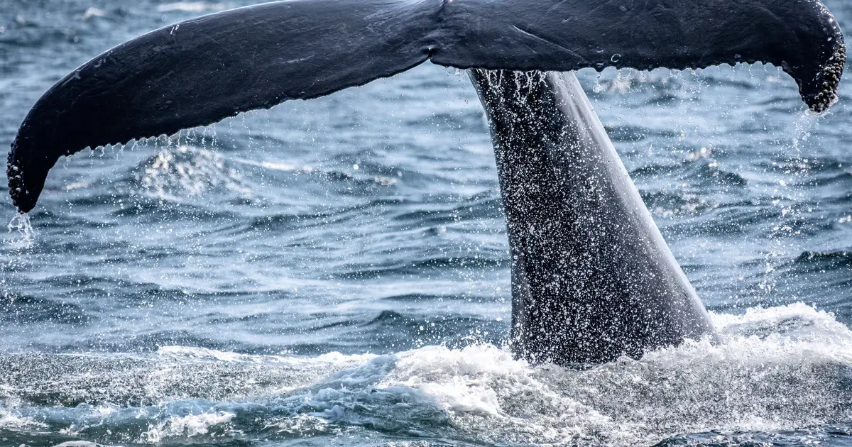 Novel marine monitoring network could help improve environmental protections, shipping regulations