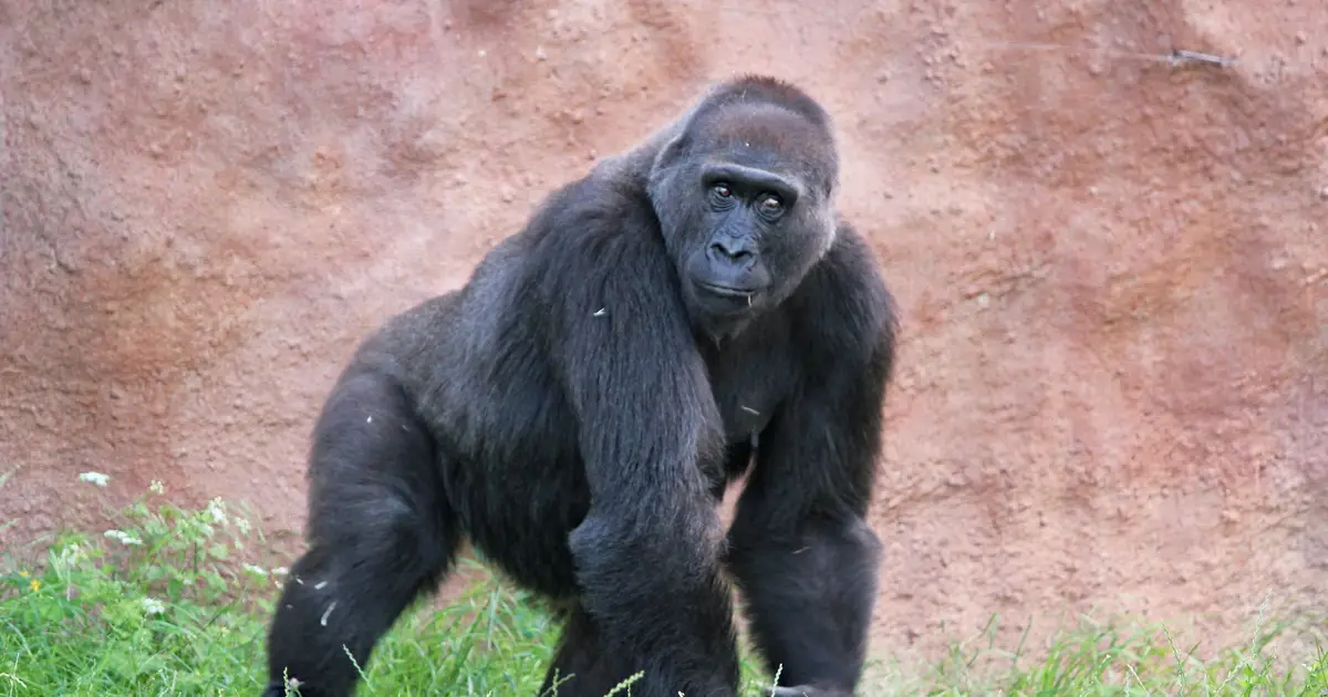 Great apes: What we know about their cognition, cooperation and curiosity after two decades of research