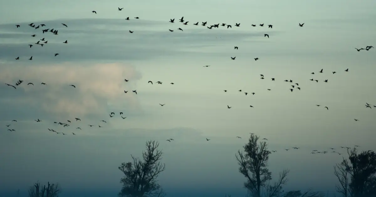 Quantum control algorithm looks to explain how birds migrate