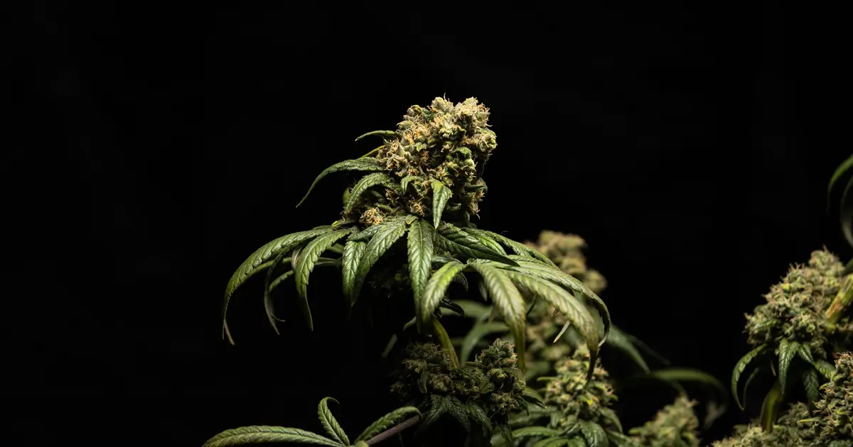 Cancer survivors and providers differ in views on medical cannabis, study finds