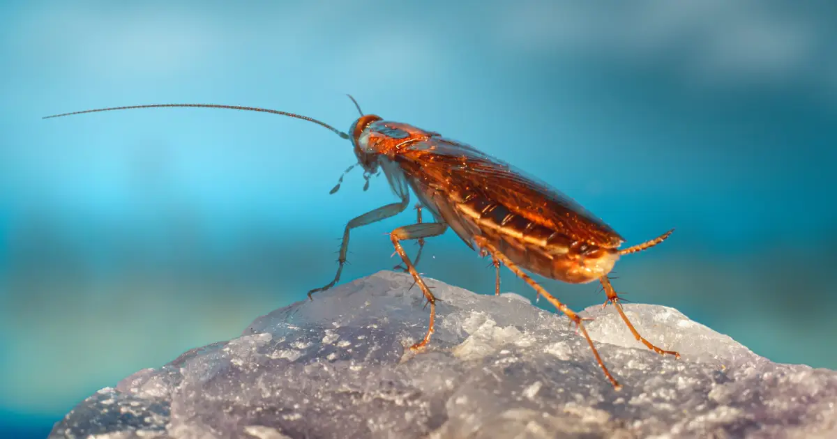 Cockroach genomes are packed with DNA transferred by their endosymbiont bacterial partners