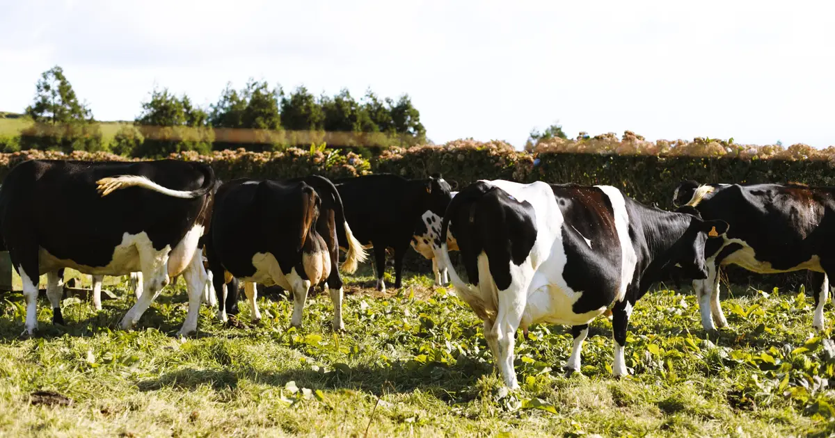 Promising H5N1 vaccine protects dairy calves and mice against severe disease