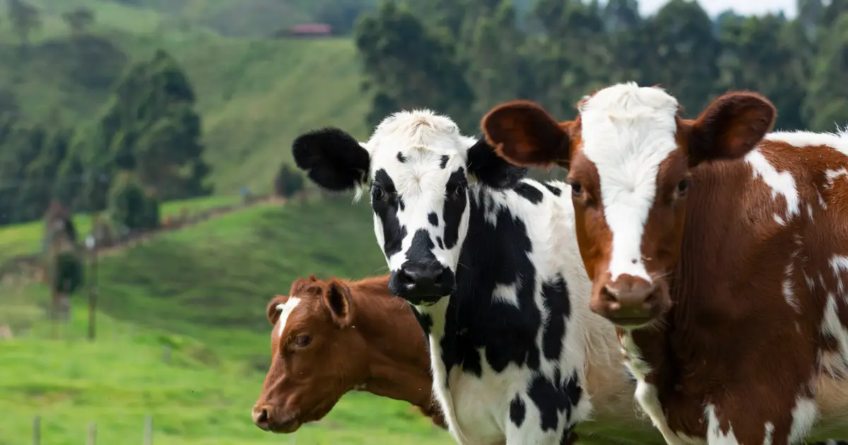 Only 10 viral particles cause H5N1 avian flu infection in cows
