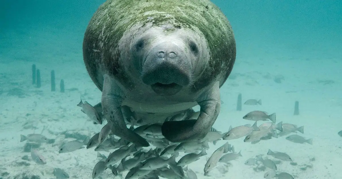 Crash in dugong population estimates, a warning sign governments can't ignore