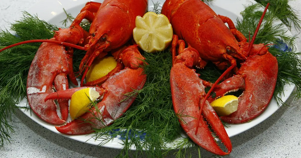 Consumers willing to pay more for lobster harvested with ropeless technology, study finds