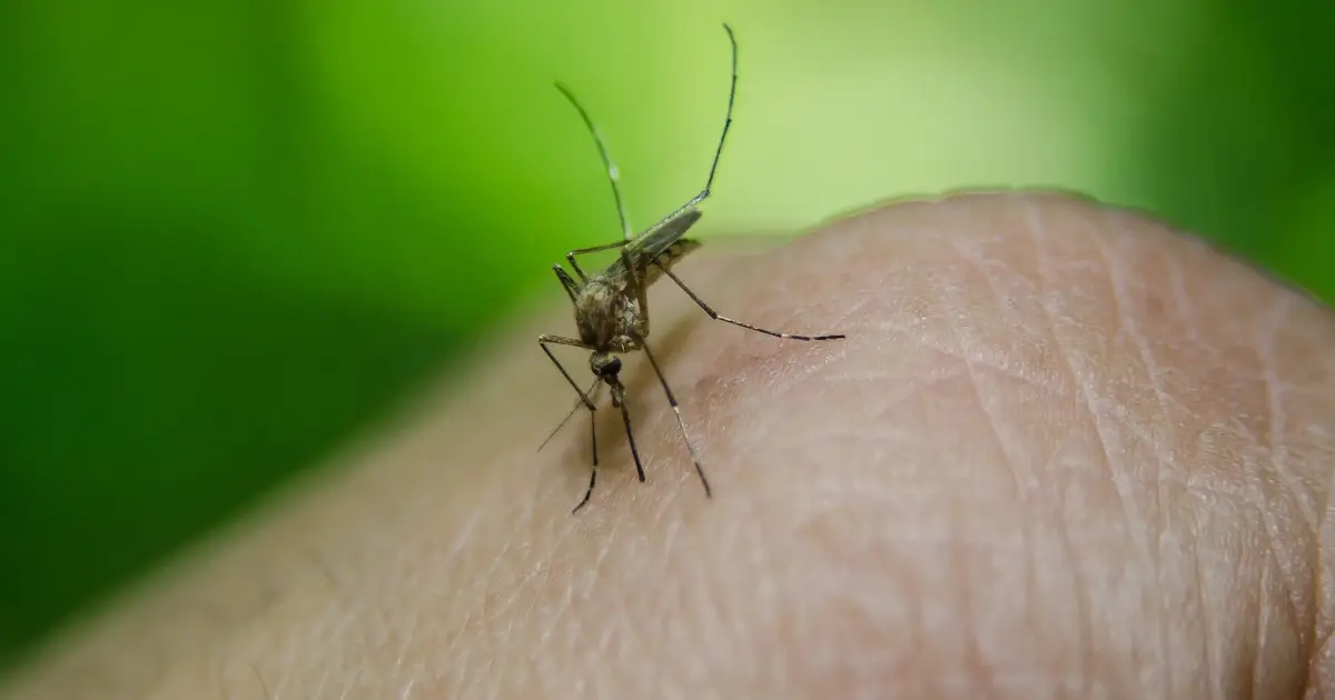 Malaria vaccine add-ons activate three antibody targets, study finds