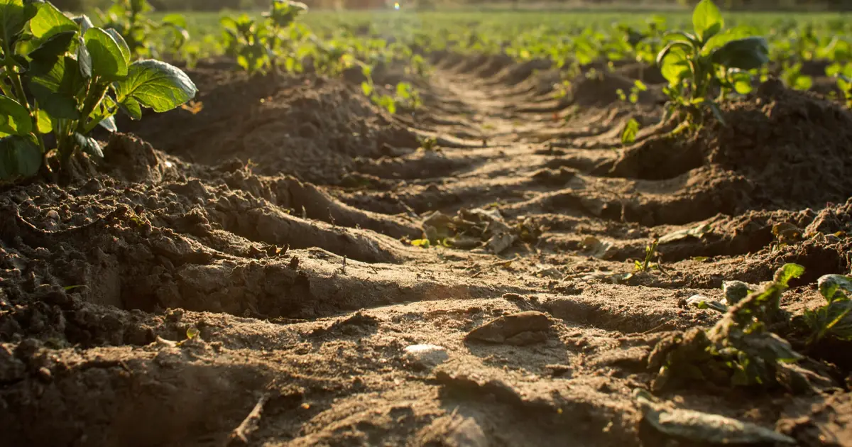 Antibiotic resistant gene found in Australian soil