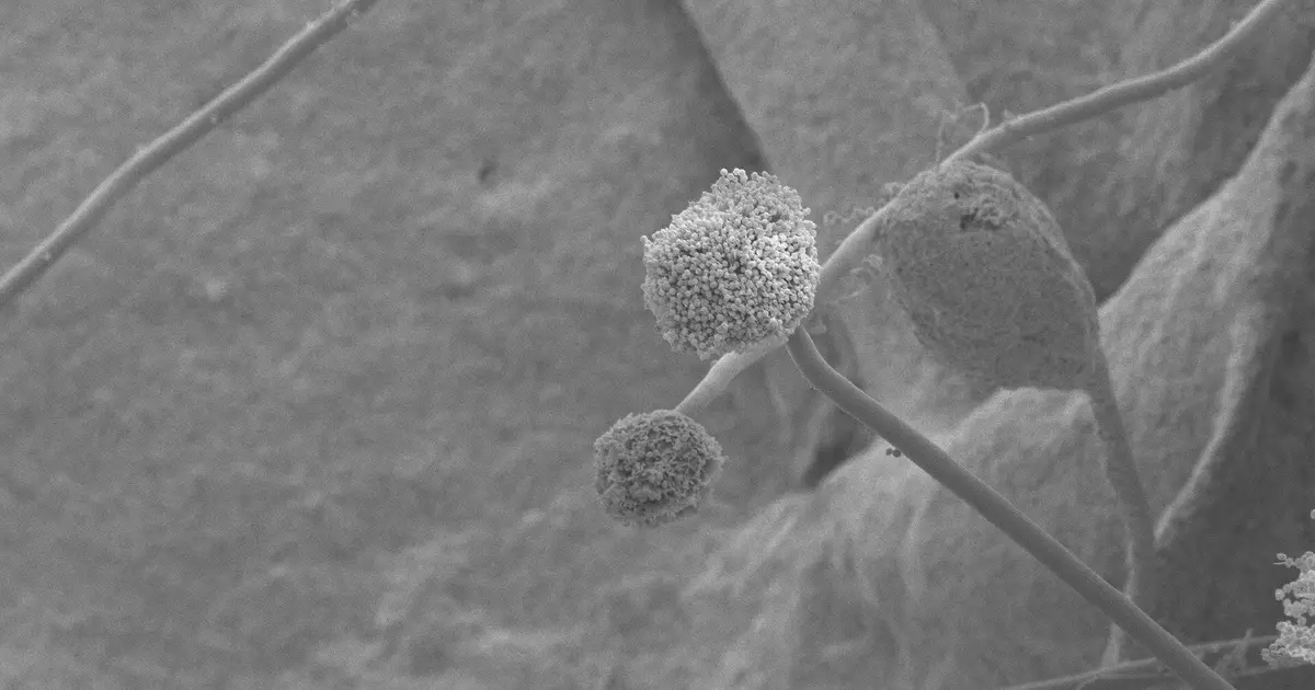 A deadly fungus may not live to see the last of us