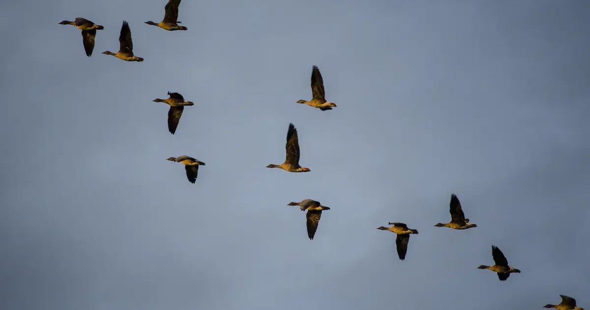 Using AI to track bird migration
