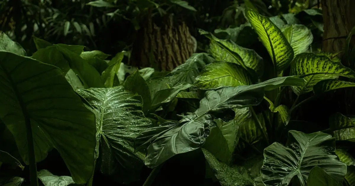 Scientists discover 'hyperparasite' in Malaysia Borneo jungle