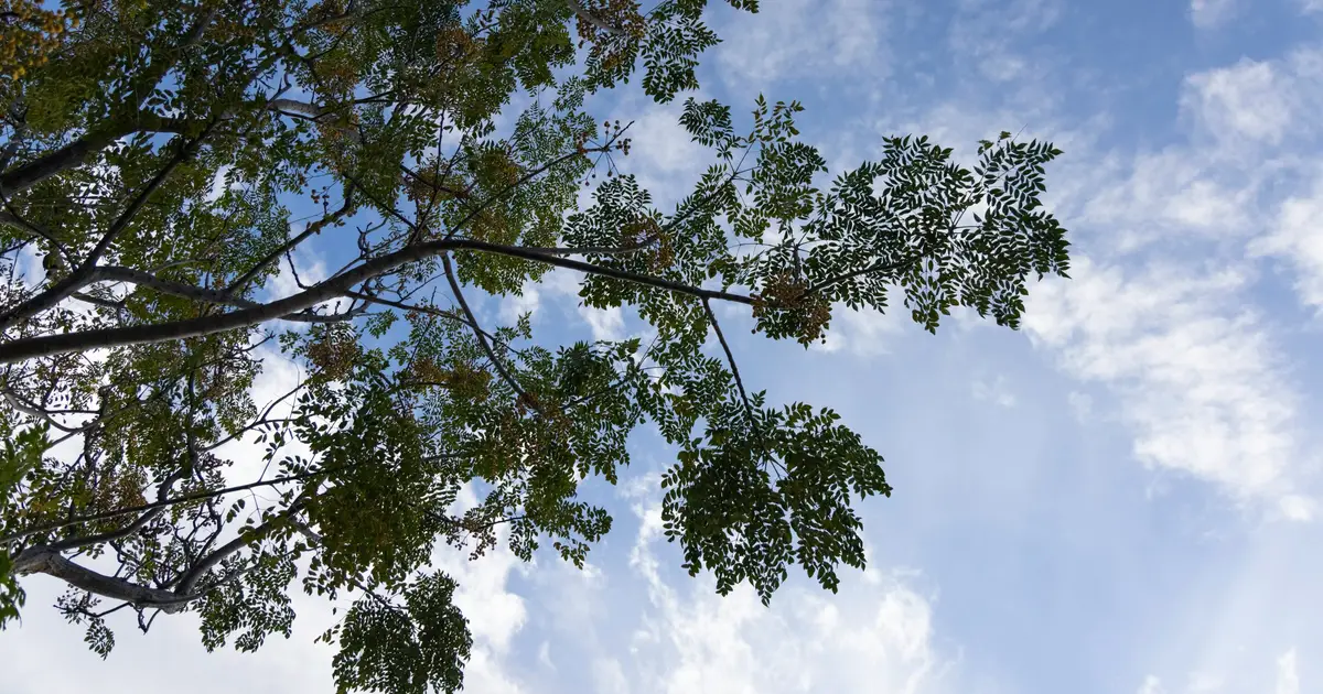 Clean air policies linked to improved cognition among New York City children