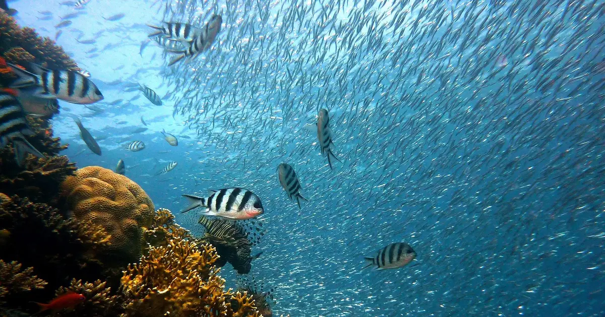 500-million-year fossil record reveals corals' symbiotic advantage shifted with changing environments