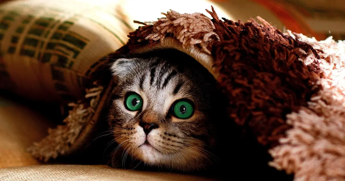 Legal categories for animals still divide—and limit—animal rights