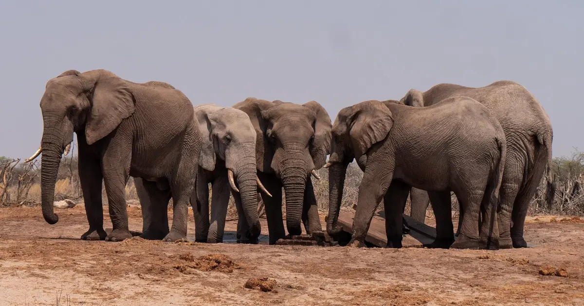 Elephants move closer to humans when droughts are sustained