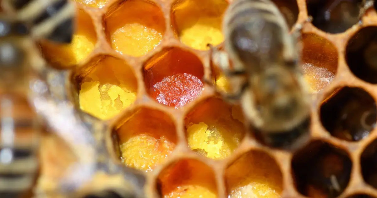 Honeybee silk could power smarter wound dressings