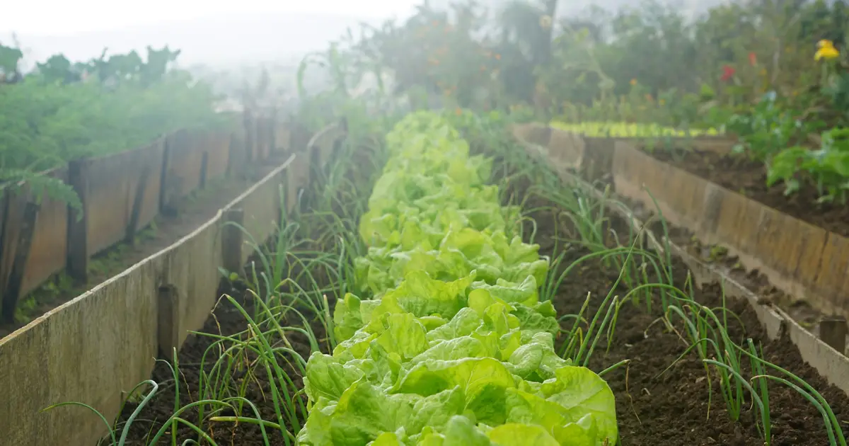 Bacteria can make plant-based foods healthier for humans and animals