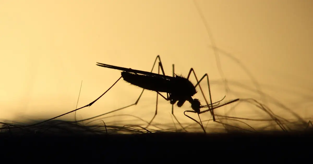 Scientists highlight essential role of mosquito control to tackle increase in mosquito-borne diseases in Europe