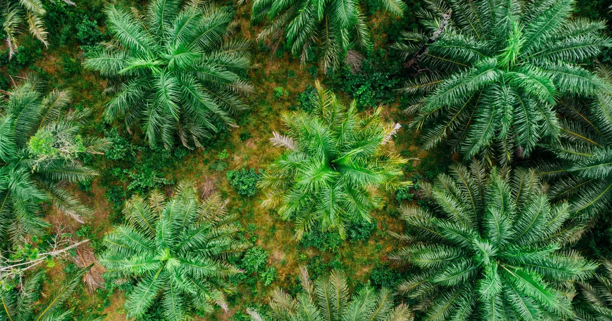 Palm oil, coconut and soybean drive more species extinction than previously thought