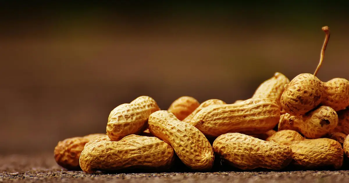 New study maps the peanut genome in its entirety