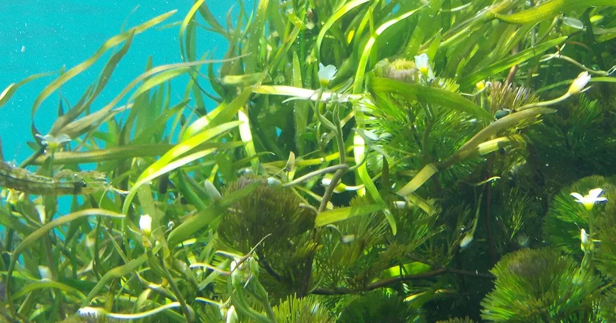 Seaweed farming offers climate benefits, but regulatory gaps pose risks