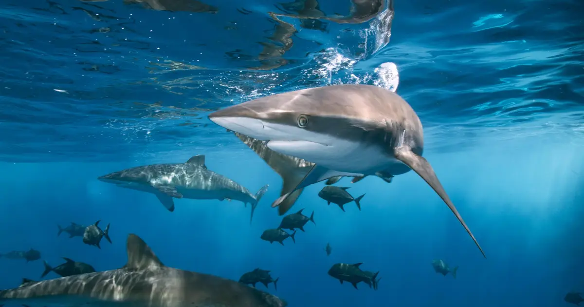 Shark finning regulations have not significantly changed global trade, new analysis finds