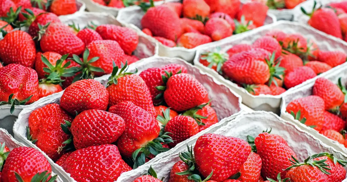 Peptide isolated from a Cerrado frog increases strawberry shelf life