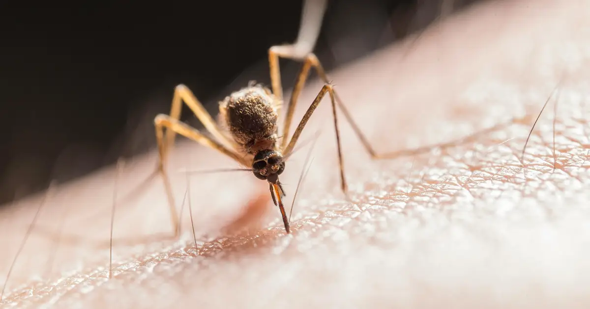 West Nile virus reported in 12 European countries: EU health agency