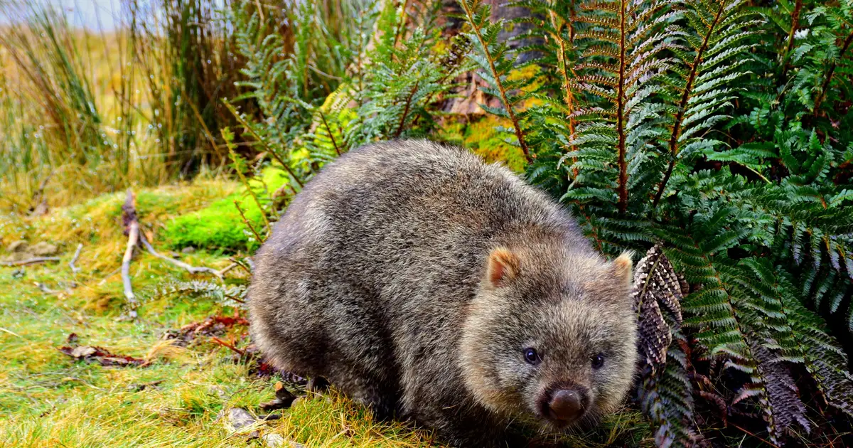 Your house may be a haven for wildlife. It's time we design homes with nature in mind