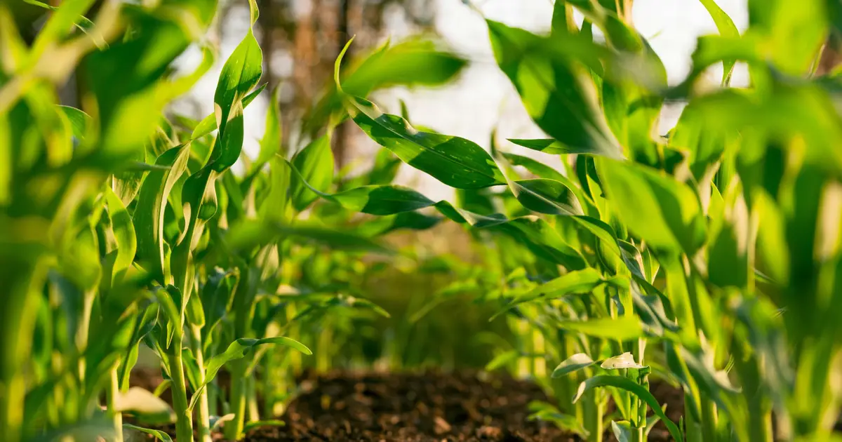 Locked-in food system slows Europe's green shift, article warns