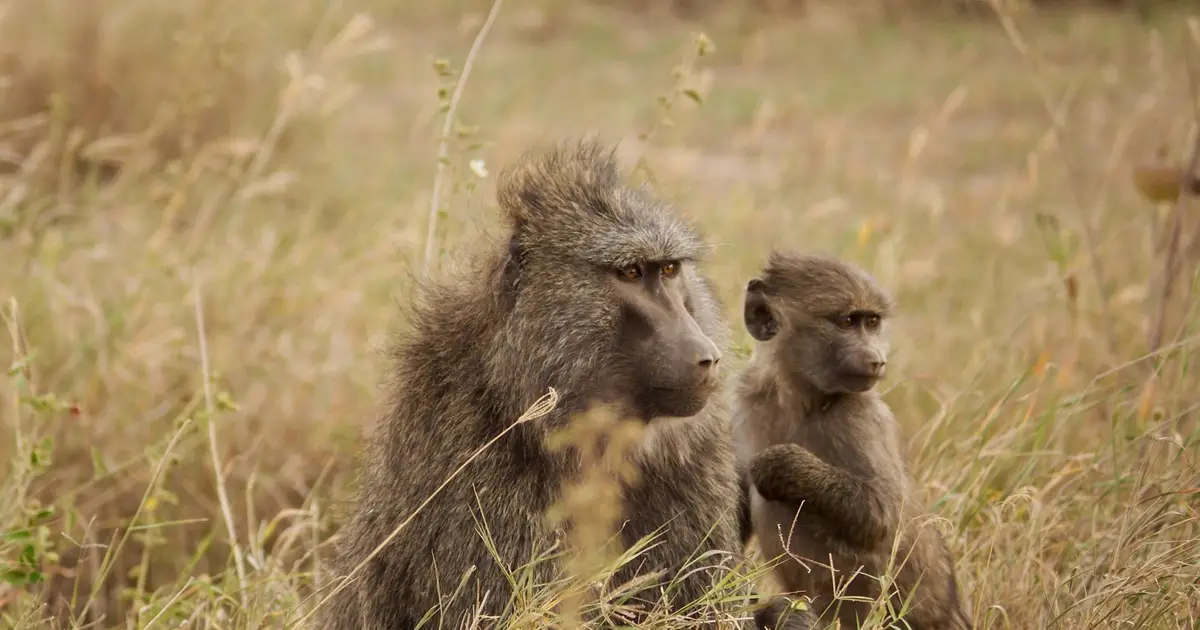 Female baboons keep family bonds strong: Research reveals the benefits