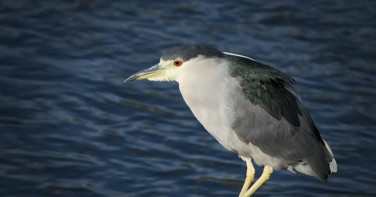 Wading bird populations in the New York–New Jersey Harbor are in decline