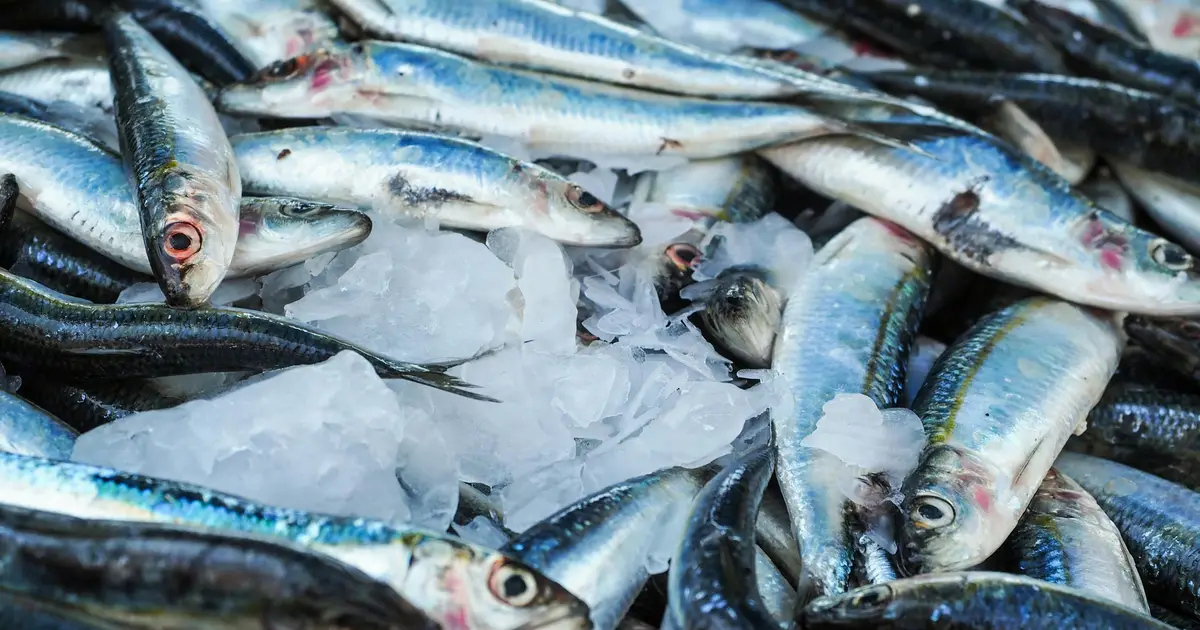 New set of international rules needed to protect health of fishing stocks, study shows