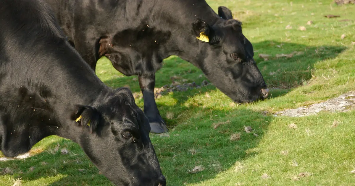 Livestock grazing may boost soil carbon storage in Iceland's subarctic grasslands