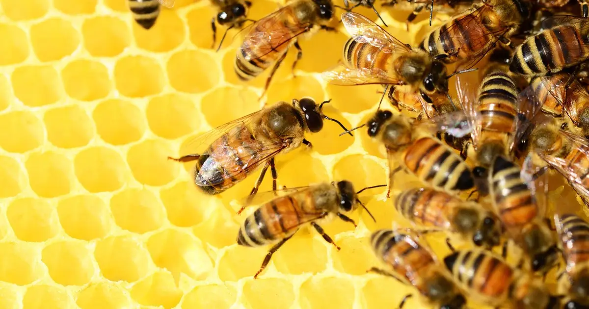 Diets high in a particular type of fat help protect bees against pesticides